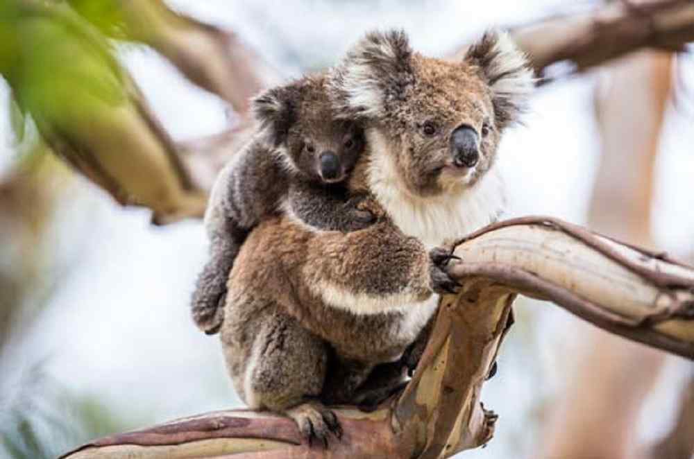 viaggio di nozze dicembre Australia Tasmania